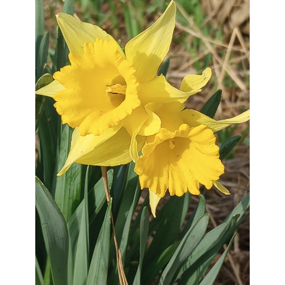 daffodil narcissus bulbs 12pk Mixed Colors Dug Per Order